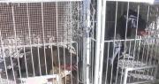 Ataque canino: Perros sueltos causan daños a otra mascota en plena calle