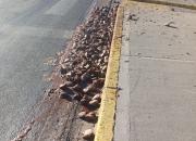 Insólito: aparecieron 300 cabezas de trucha sobre la Ruta 22 en Neuquén, qué se sabe