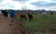 Ocuparon un terreno privado con caballos y amenazaron a las autoridades en Berisso