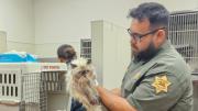 Rescatan más de 100 gatos abandonados dentro de una camioneta: la responsable ya fue detenida