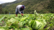 Lluvias en los Andes afectan más de 150 hectáreas: advierten retraso en distribución de hortalizas