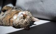 ¿Por qué los gatos buscan estar al sol?