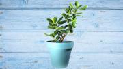 Motivos por los cuales tu árbol de Jade pierde sus hojas: cómo evitar esto con trucos de jardinería