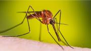 Por qué hay mosquitos en plena ola polar
