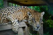 La nueva cara de la preservación de la fauna silvestre y el bosque