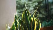 Pocos lo saben: qué significa que las hojas de tu sansevieria o lengua de suegra tengan telas de araña