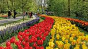 3 FLORES IDEALES para sembrar en INVIERNO y que se lucirán hermosas en el verano