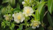 La planta trepadora que tiene flores coloridas bellas y se puede cultivar en julio