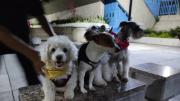 Jornada gratuita de atención para mascotas en el centro de Caracas este 4 de julio: ofrecerán estos servicios