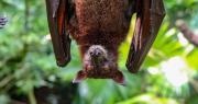 Muere un hombre en Australia por un virus “raro” transmitido por un murciélago
