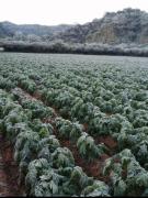 Campesinos en Tarija preocupados por las bajas temperaturas