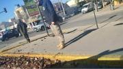 La Muni busca multar al culpable de arrojar cabezas de truchas en plena Avenida Mosconi