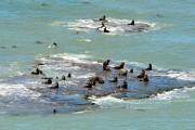 El mar también es invierno: secretos y maravillas para descubrir en el Camino de la Costa rionegrino