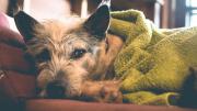 La pregunta del millón: dónde deben dormir los perros los días de frío