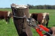 Cuatreros faenaron nueve vacas en una finca: Millonario perjuicio