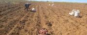 En 20 años, Bolivia duplicó su dependencia alimentaria y experto alerta sobre riesgos estructurales
