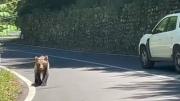 Un oso atacó a un motociclista y lo arrastró por un barranco: el hombre murió por las brutales heridas