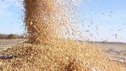 Cómo impactó el regreso de las retenciones al agro: “La soja es quizás el mercado que más se vio afectado”