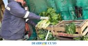 El frío polar afectó la producción en las chacras, pero no hizo aumentar los precios