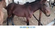 Capturaron 8 equinos que estaban sueltos en rutas de Sarmiento, Caucete y 25 de Mayo