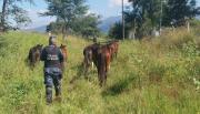 Animales sueltos: Ahora habrá arrestos de hasta 120 días y subasta de ganado en Salta