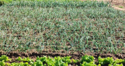 Helada en Vallegrande afecta cultivos: “La temperatura fue de -1 ºC”, informa la Alcaldía