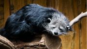 Una extraña mezcla: el animal que huele a pochoclos y puede ver en la oscuridad