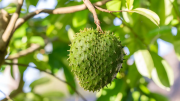 El árbol de frutos comestibles que puedes cultivar en tu jardín y es un encanto