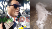 Declaran cuarentena bovina en Macharetí por brote de bacteria que mató a más de 50 reses