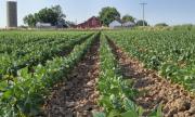 Poroto: los rindes en Tucumán rondarán los 1.200 a los 1.700 kg/ha