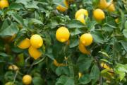 Limón: menos producción, pero mayor exportación