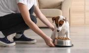 ¿Te considerás un amante de los perros? Esto dice de vos la psicología