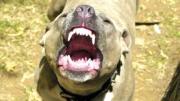 Liberó a sus pitbulls para evitar ser detenida: dos policías resultaron heridos en Córdoba