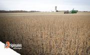 Por las políticas erráticas de Milei, caen las expectativas de inversión en el agro