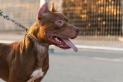 Soltó a sus dos perros pitbull para que atacaran a policías y así evitar ser detenida