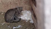 Video: vecinos atraparon un gato montés que había matado aves en una chacra