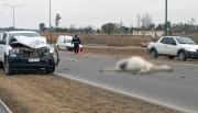 Ya rigen las multas, arresto y gastos para dueños de animales sueltos