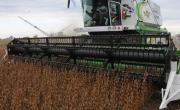 La cosecha nacional de soja alcanzó las 50,3 millones de toneladas