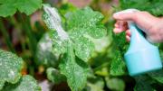 Por qué hay que poner agua con jabón blanco a las plantas y para qué sirve