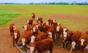 Agronea 2025: INTA destaca en Chaco que los sistemas mixtos mejoran rindes