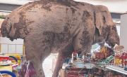 Un elefante salvaje y hambriento asaltó una tienda en busca de comida