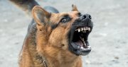 Susto en Albardón: un niño fue atacado por perros callejeros mientras andaba en bicicleta