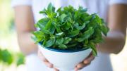 Cuáles son las propiedades curativas de la menta para beneficiar el cerebro y fortalecer la memoria