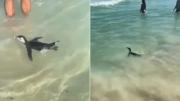 EN VIDEO: Pingüino de Magallanes sorprendió a bañistas en Río de Janeiro tras llegar desde la Patagonia