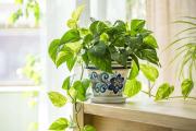Las seis mejores plantas para embellecer y purificar tu casa