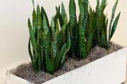 Espada de San Jorge: la planta que purifica tu hogar, avalada por la NASA