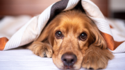 La raza de PERRO que debe tener CUIDADOS especiales en épocas de FRÍO extremo