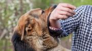 Mi perro me muerde el brazo: qué significa según la ciencia veterinaria