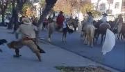 Otros repugnantes hechos en un desfile: un gaucho agredió a un perro y otro caballo se desplomó