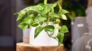 Esta es la planta que querés tener en tu casa para eliminar sustancias que generan cáncer